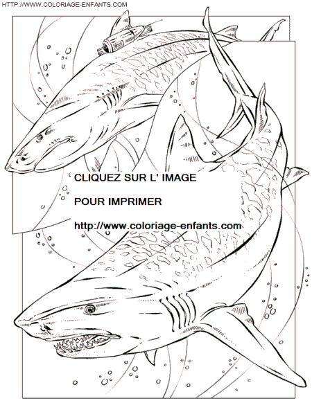 coloriage à dessiner de vrai requin