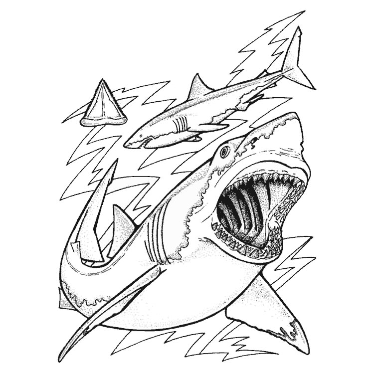 dessin requin scie a imprimer