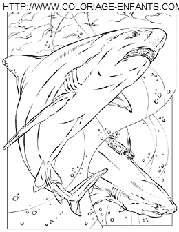 coloriage requin rigolo