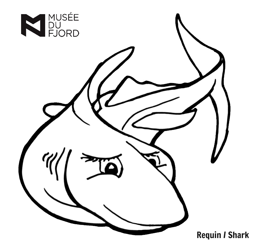 dessin requin bouledogue