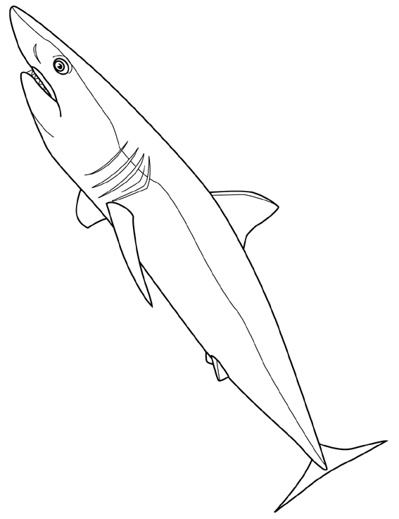 dessin à colorier requin d'avril