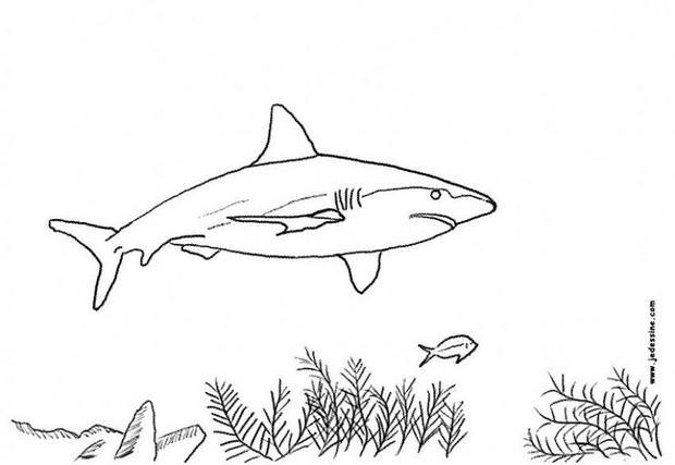 coloriage  dessiner requin en ligne