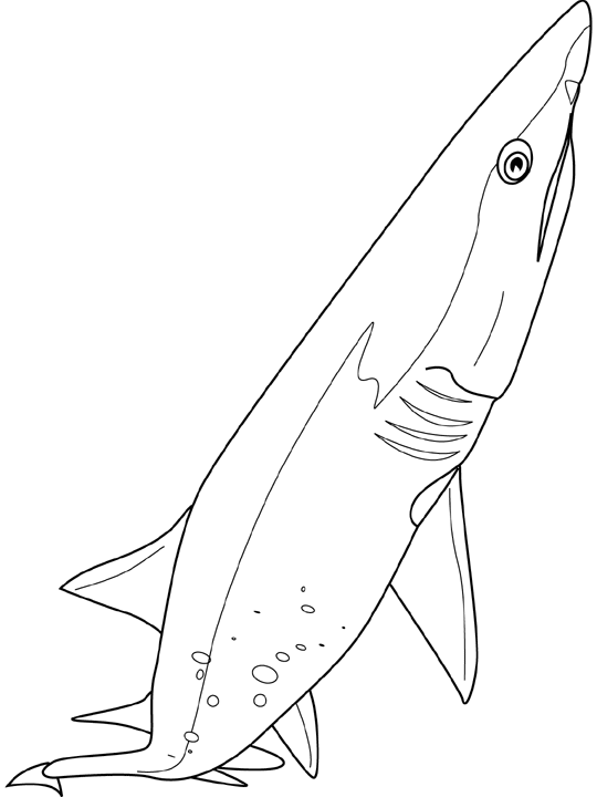 dessin à colorier requin en ligne