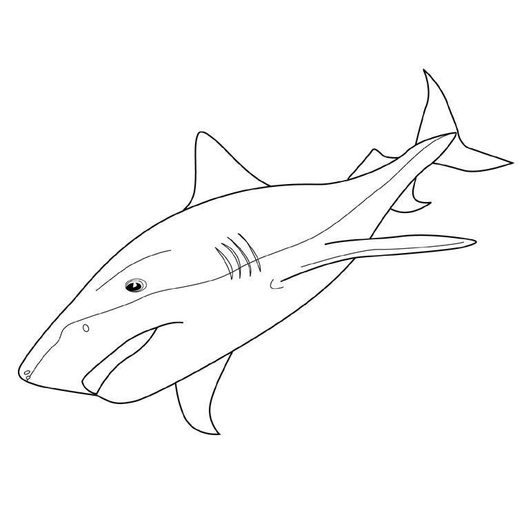 coloriage  dessiner requin gratuit  imprimer