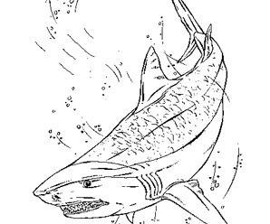 dessin d'un requin