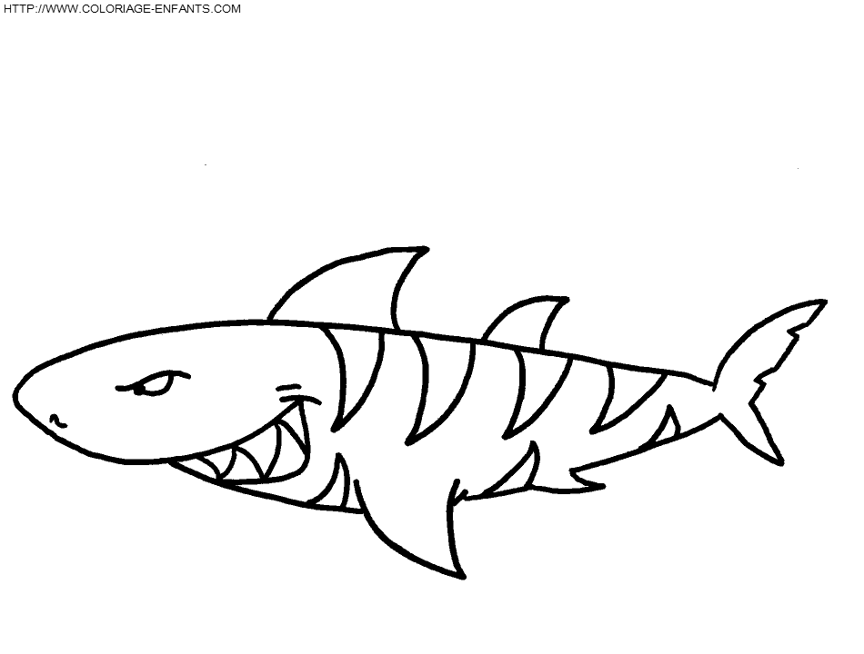 dessin requin marteau