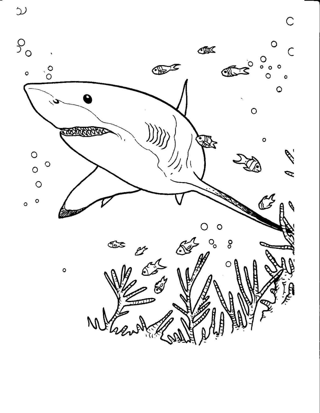 coloriage à dessiner requin nemo