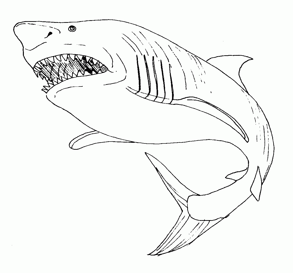 jeu dessin requin coloriage