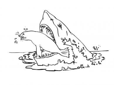 coloriage à dessiner imprimer grand requin blanc