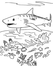 coloriage requin à imprimer