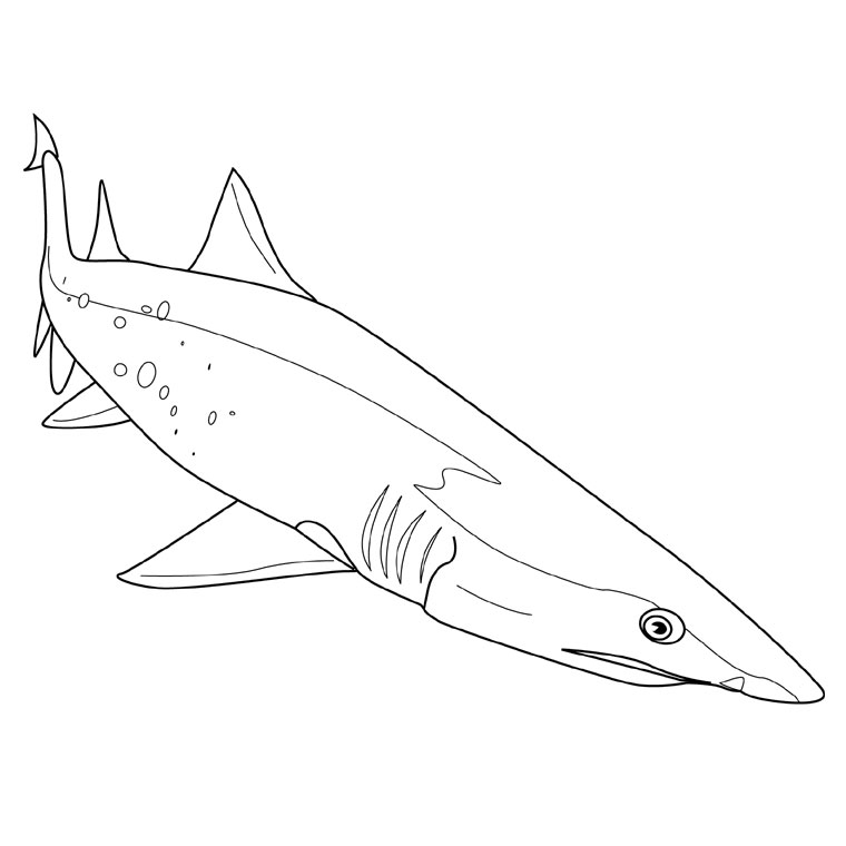 dessin à colorier requin rigolo