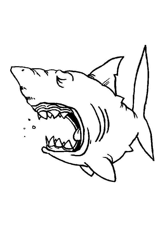 coloriage requin scie a imprimer