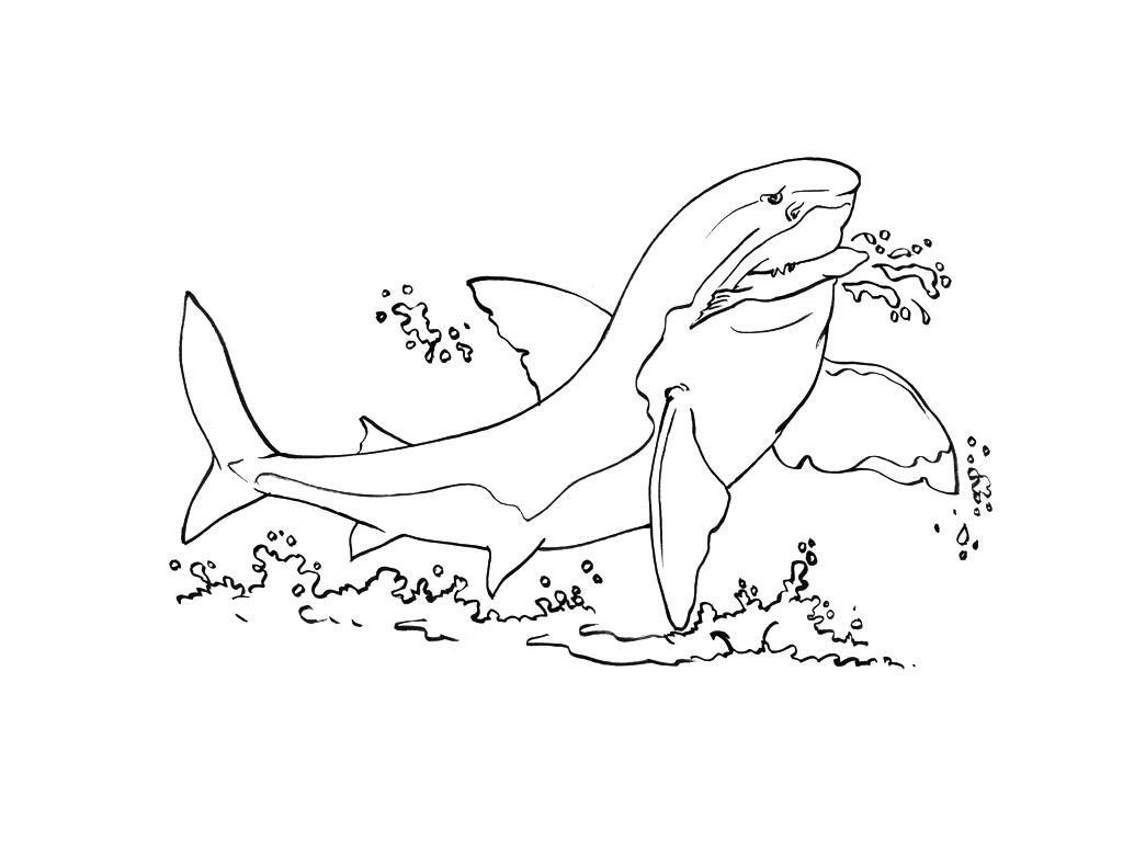 coloriage à dessiner poisson requin