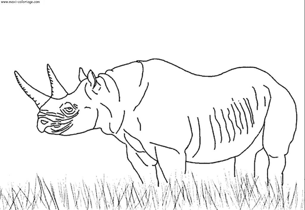 coloriage rhinoceros