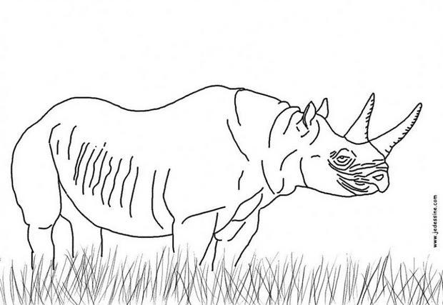 coloriage rhinoceros