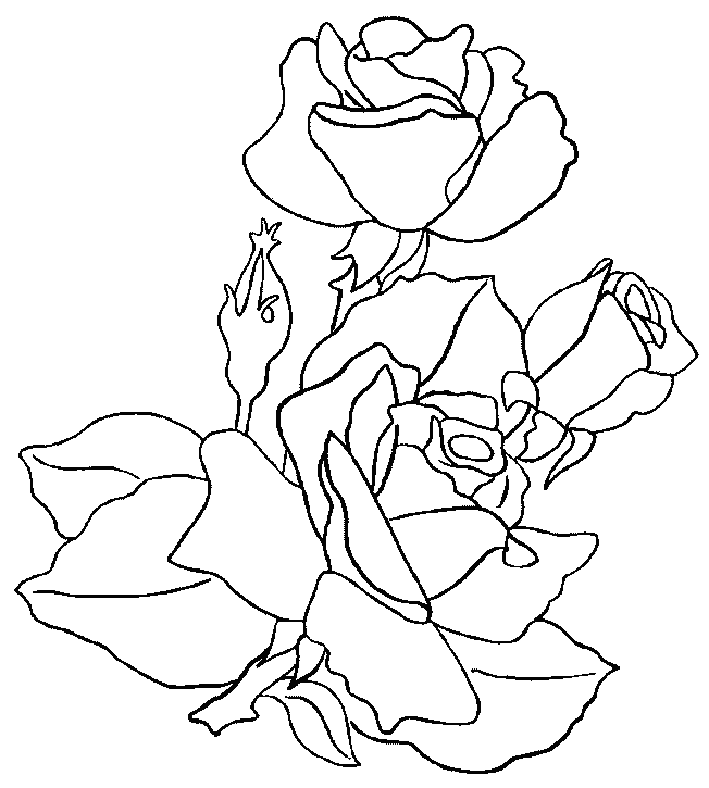 dessin flamant rose imprim