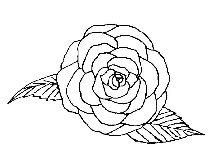 coloriage rose tremiere