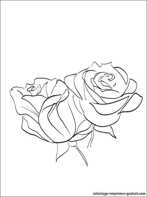 coloriage rose rouge