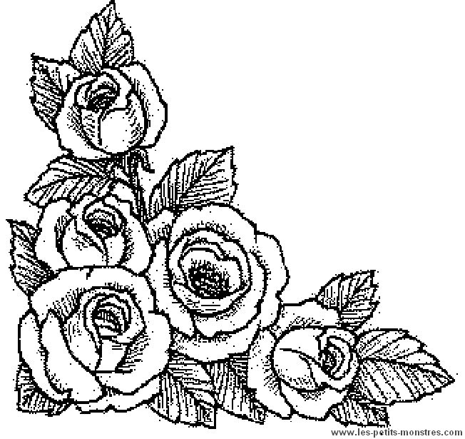 dessin rose