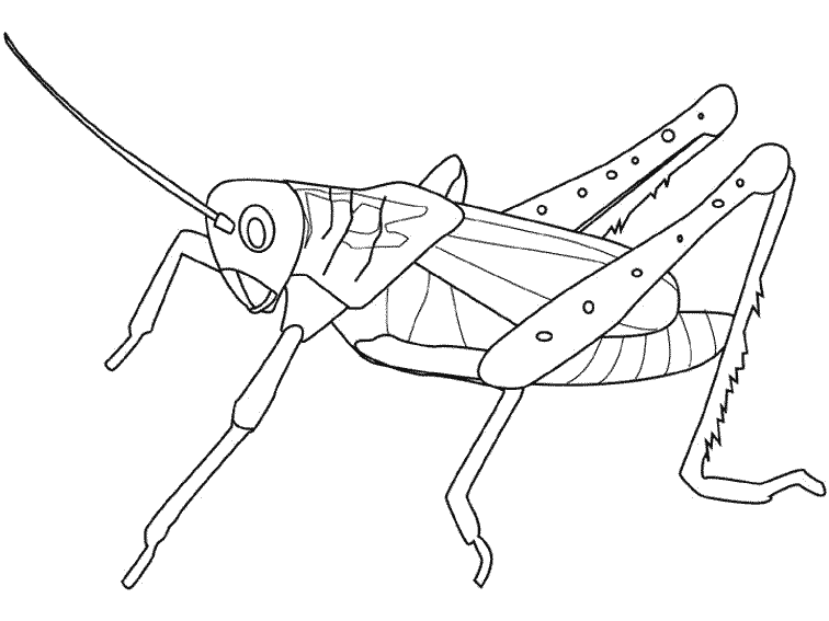Coloriage De Sauterelle