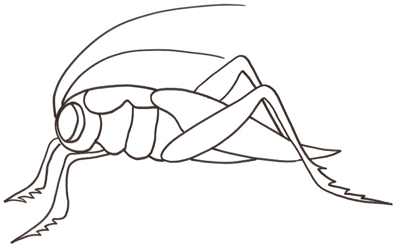 dessin a colorier sauterelle imprimer coloriage de noel ks2 tes