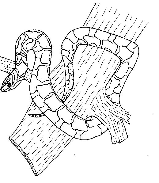 Coloriage Serpent à colorier - Dessin à imprimer coloriage masque serpent