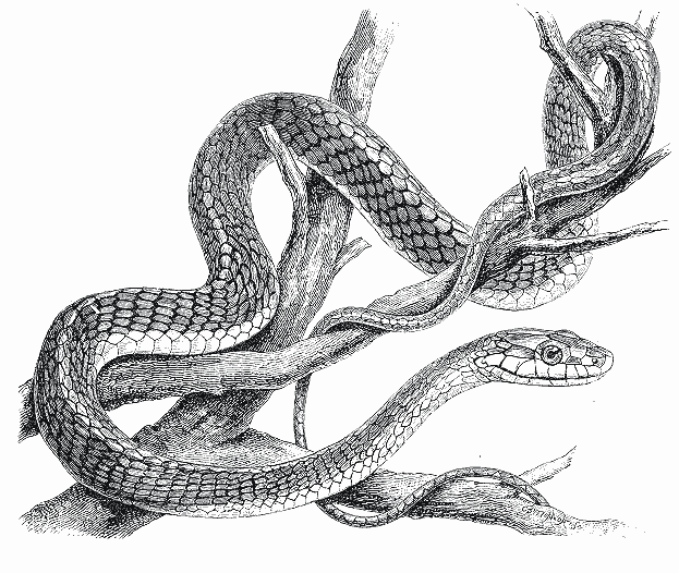 dessin � colorier de vrai serpent