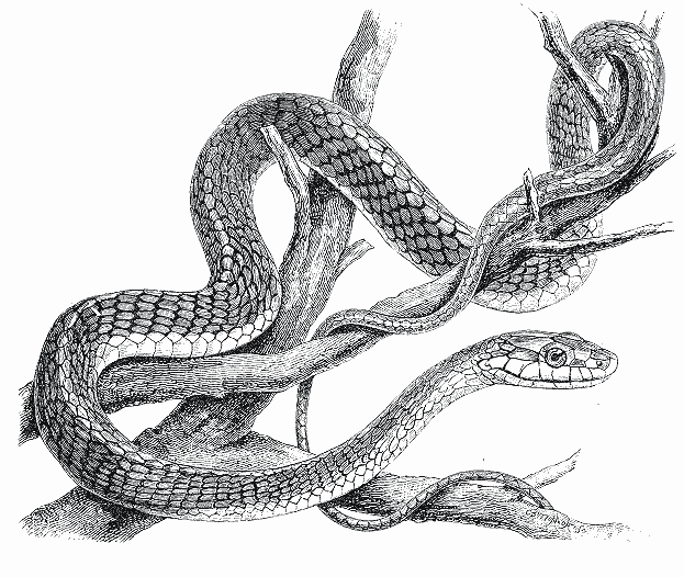 dessin  colorier de vrai serpent