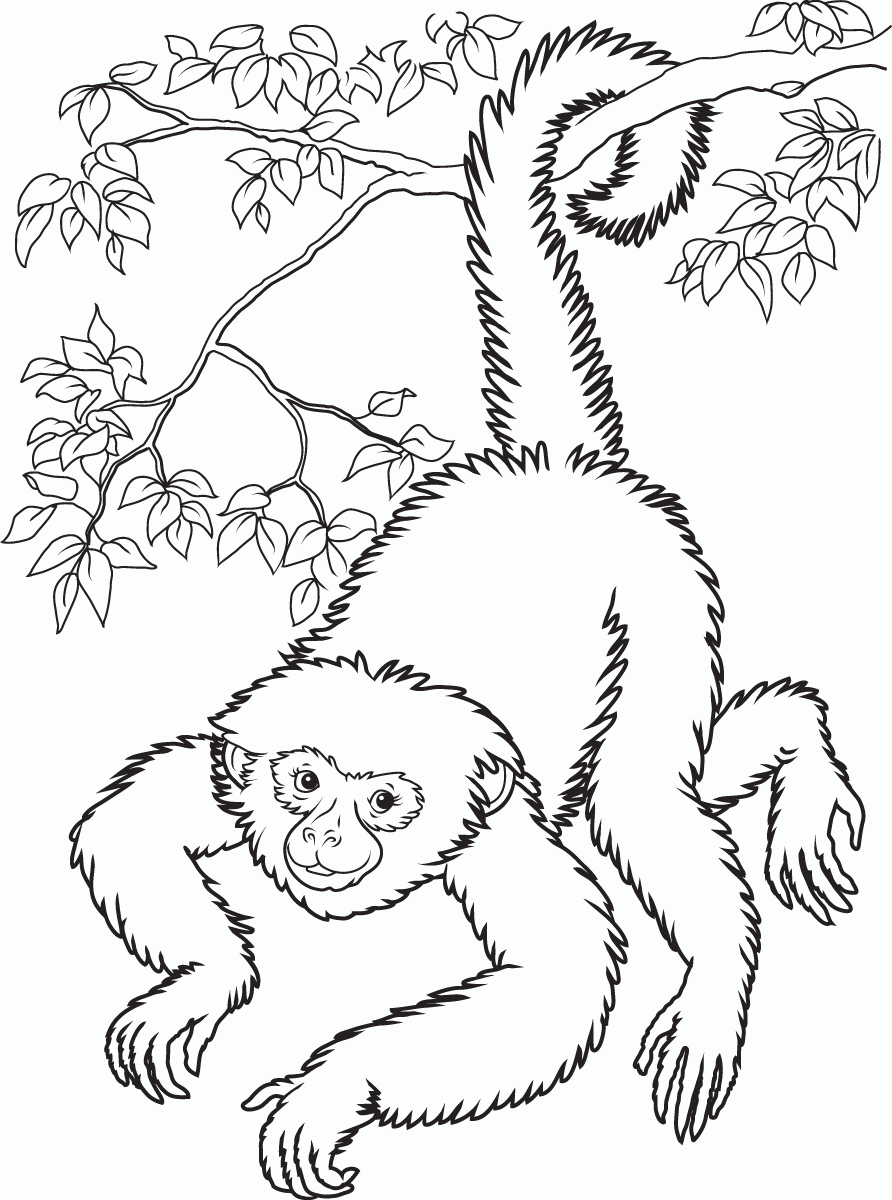 coloriage guenon singe noix