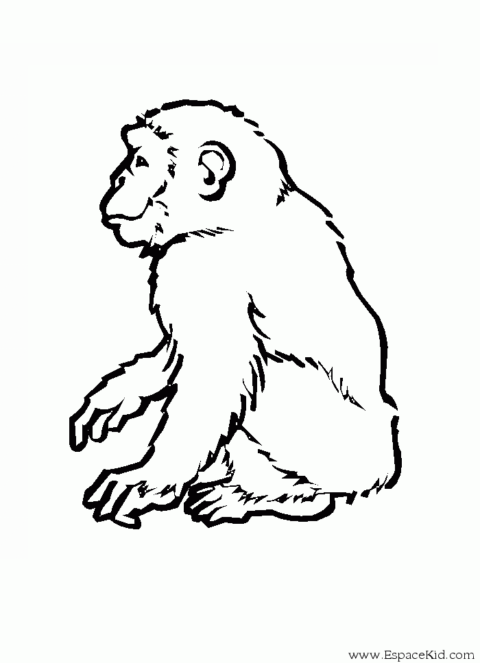 coloriage  dessiner singe a imprimer gratuit