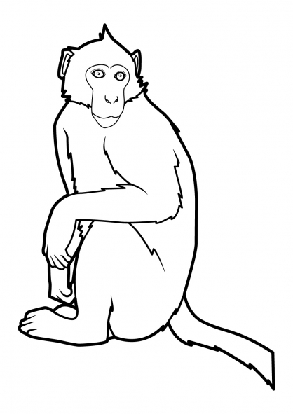 coloriage à dessiner singe araignée