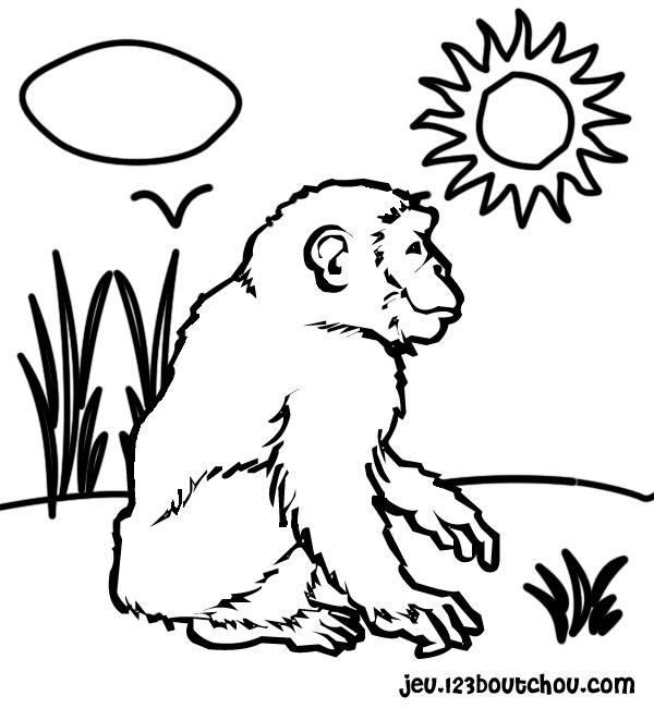 coloriage à dessiner babouche le singe