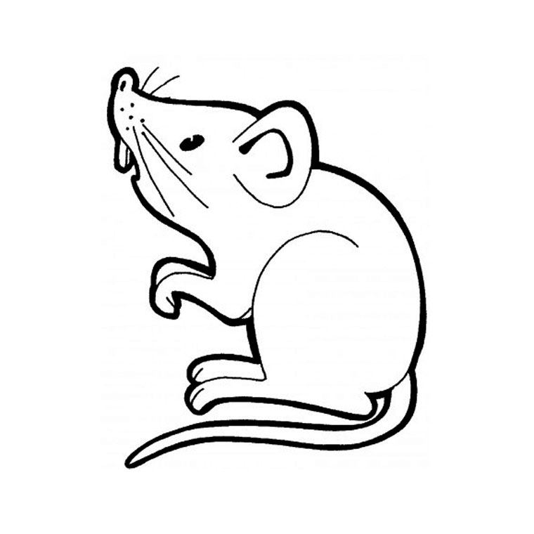 dessin à colorier chauve souris en ligne