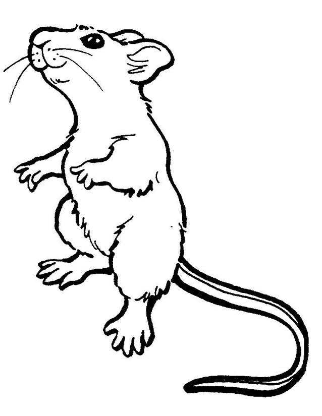 coloriage souris