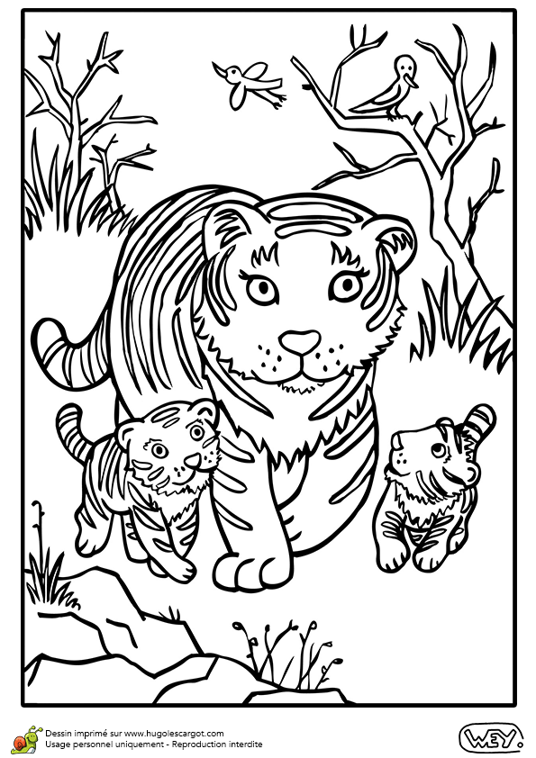 19 dessins de coloriage Tigre Bébé à imprimer