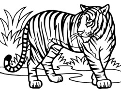 coloriage tigre à imprimer - Coloriages de Tigres Coloriage d'un bébé TIGRE