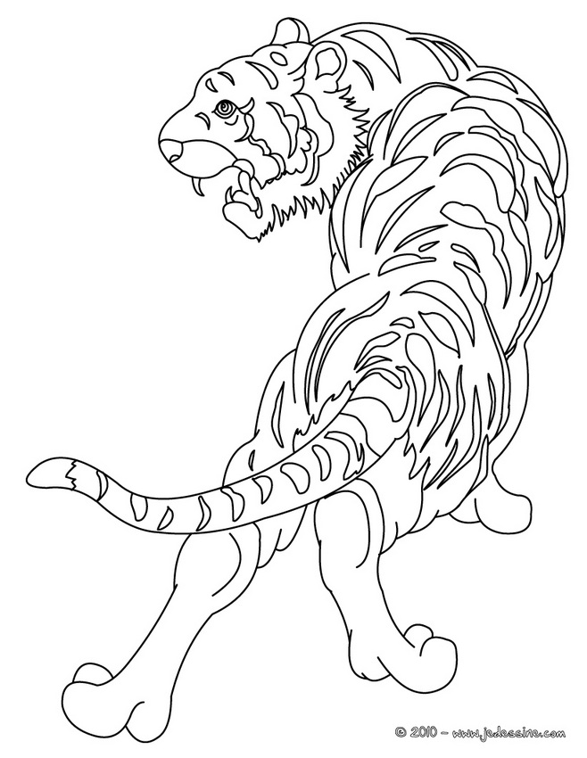 coloriage tigre et nounours
