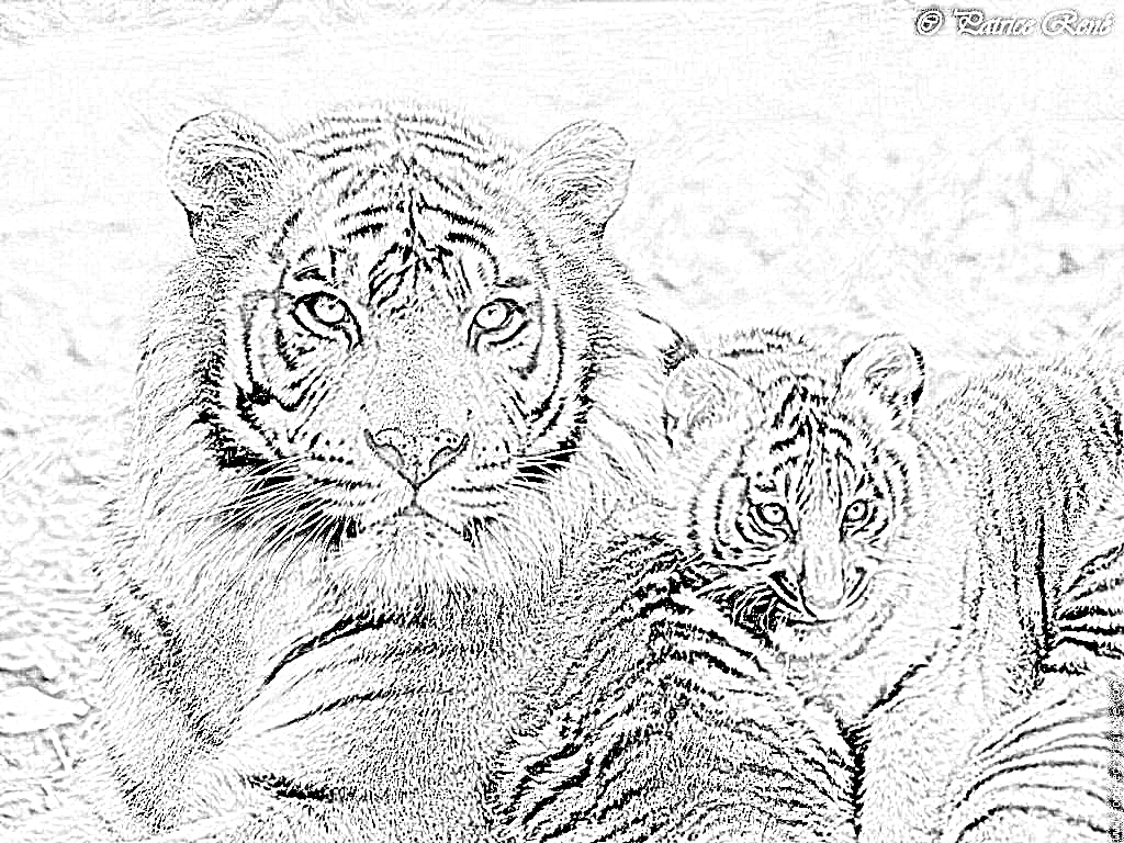 dessin tigre bƒ©bƒ©