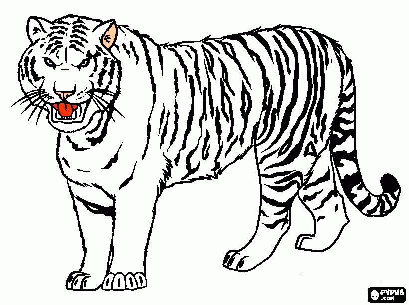 coloriage de tigre sur ordinateur