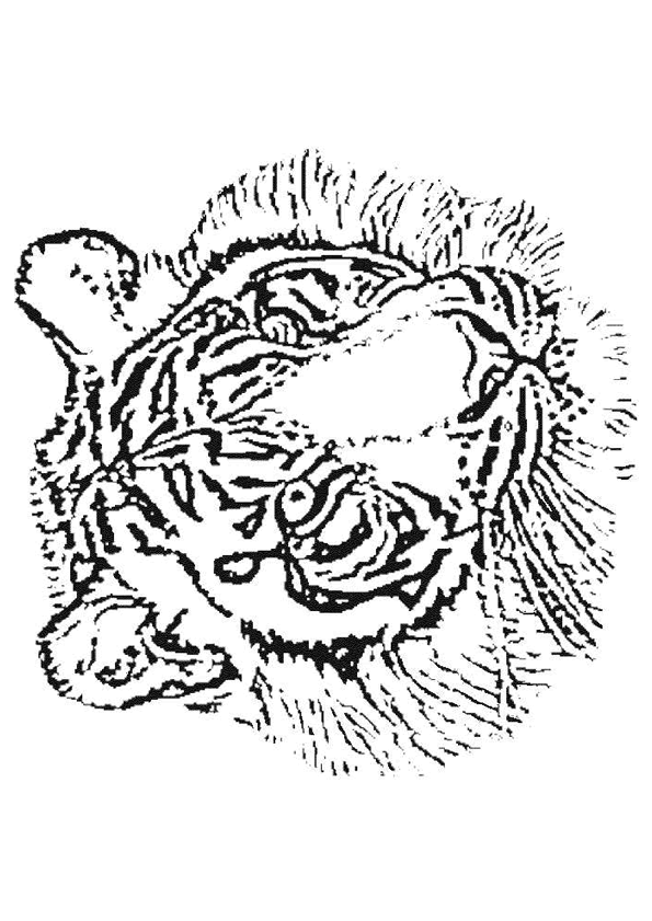 coloriage tigre à dents de sabre