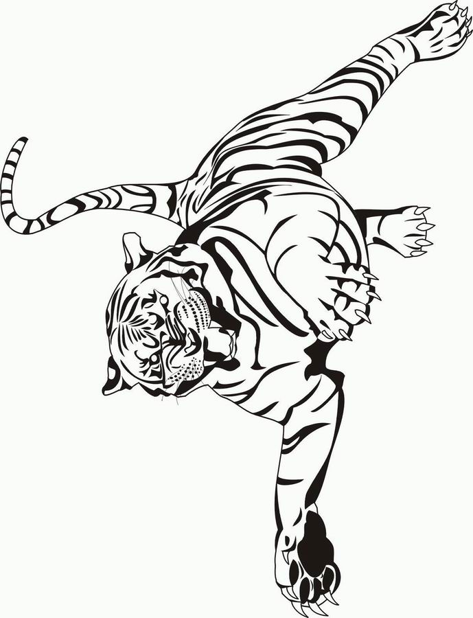 dessin tigre lion