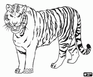 coloriage à dessiner de tigre a dent de sabre a imprimer