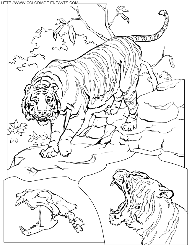 dessin de tigre qui chasse