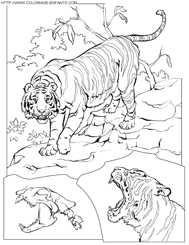 coloriage à dessiner tigre sherkan