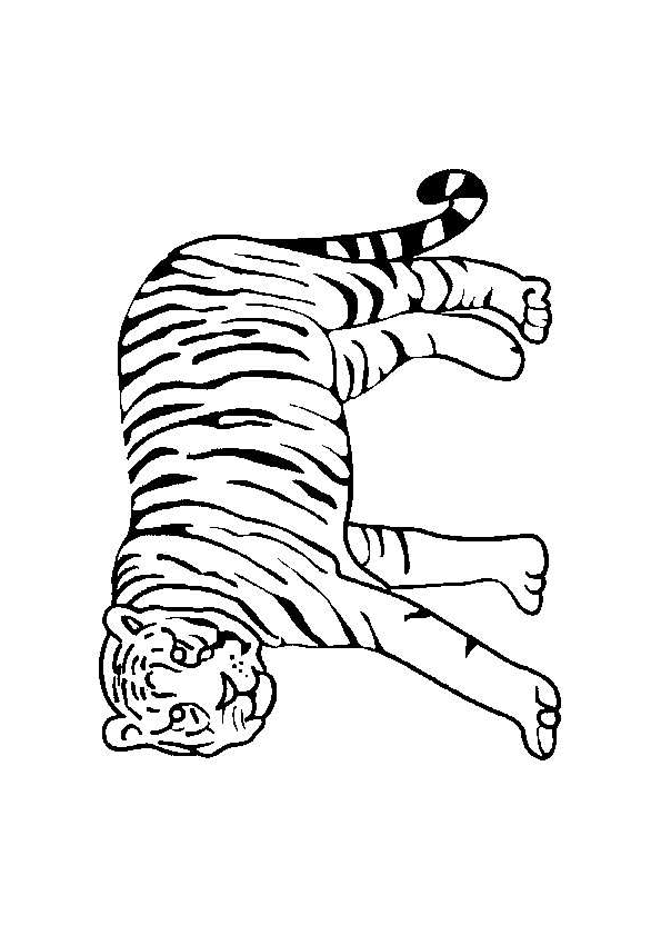 dessin à colorier tigre en ligne