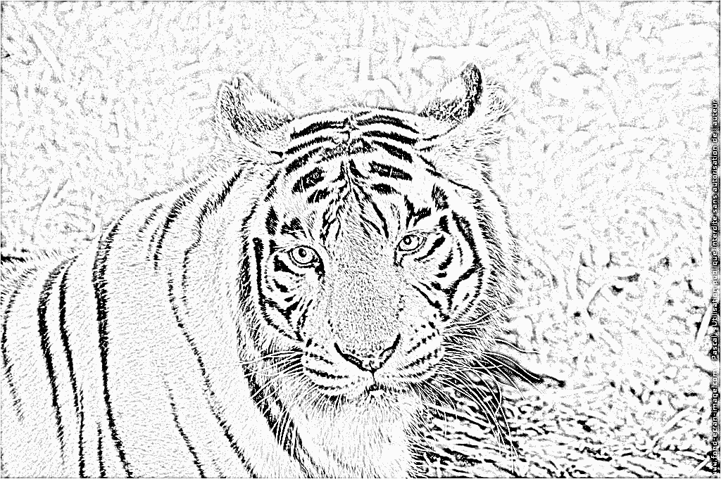 coloriage a imprimer tigre a dent de sabre