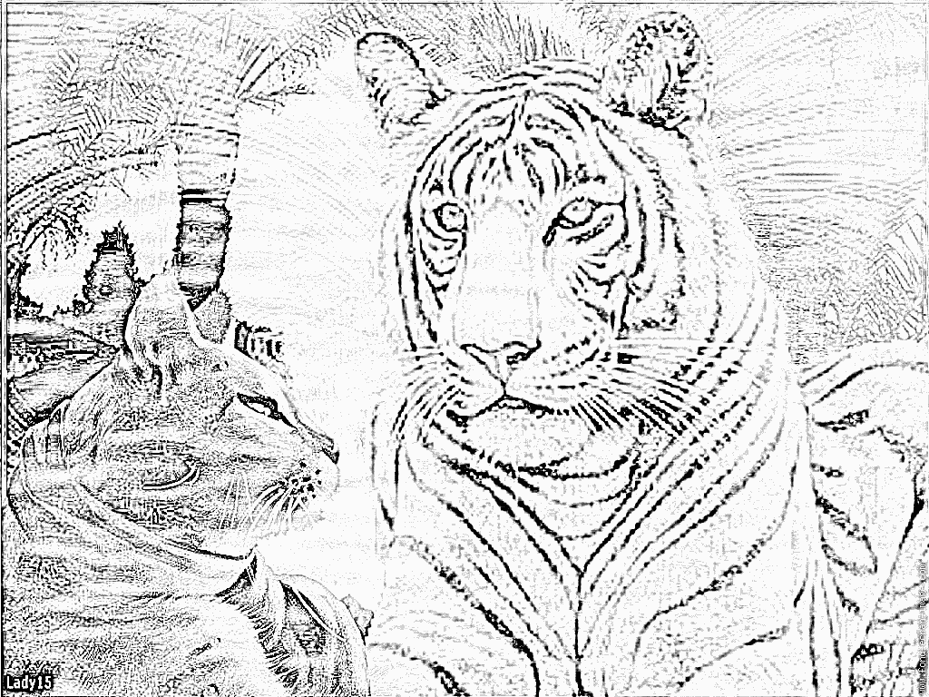 dessin a imprimer tigre a dent de sabre