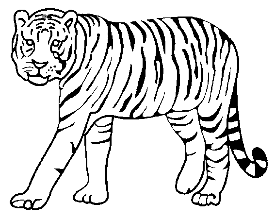 coloriage tigre