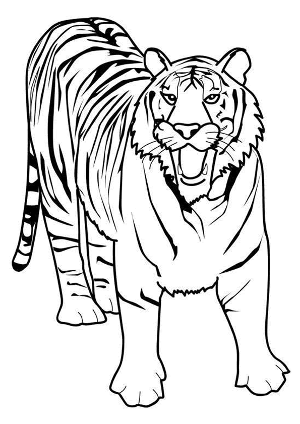 dessin à colorier mandala tigre imprimer