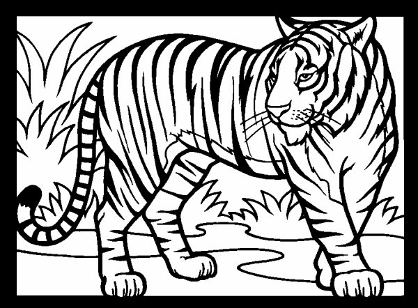 115 Dessins De Coloriage Tigre à Imprimer